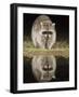 Northern Raccoon, Uvalde County, Hill Country, Texas, USA-Rolf Nussbaumer-Framed Photographic Print