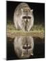 Northern Raccoon, Uvalde County, Hill Country, Texas, USA-Rolf Nussbaumer-Mounted Photographic Print