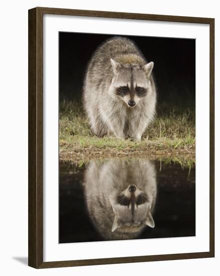 Northern Raccoon, Uvalde County, Hill Country, Texas, USA-Rolf Nussbaumer-Framed Photographic Print