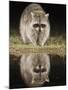 Northern Raccoon, Uvalde County, Hill Country, Texas, USA-Rolf Nussbaumer-Mounted Photographic Print