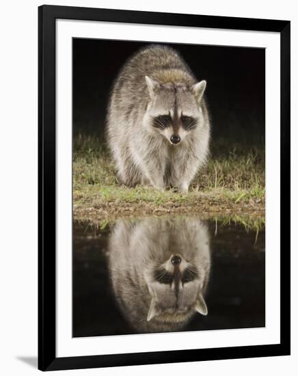 Northern Raccoon, Uvalde County, Hill Country, Texas, USA-Rolf Nussbaumer-Framed Photographic Print