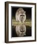 Northern Raccoon, Uvalde County, Hill Country, Texas, USA-Rolf Nussbaumer-Framed Photographic Print