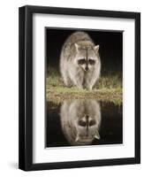 Northern Raccoon, Uvalde County, Hill Country, Texas, USA-Rolf Nussbaumer-Framed Photographic Print