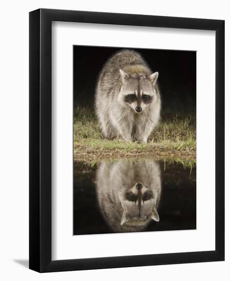 Northern Raccoon, Uvalde County, Hill Country, Texas, USA-Rolf Nussbaumer-Framed Photographic Print