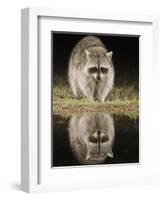 Northern Raccoon, Uvalde County, Hill Country, Texas, USA-Rolf Nussbaumer-Framed Photographic Print