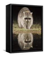 Northern Raccoon, Uvalde County, Hill Country, Texas, USA-Rolf Nussbaumer-Framed Stretched Canvas