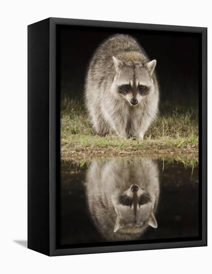 Northern Raccoon, Uvalde County, Hill Country, Texas, USA-Rolf Nussbaumer-Framed Stretched Canvas