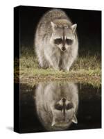 Northern Raccoon, Uvalde County, Hill Country, Texas, USA-Rolf Nussbaumer-Stretched Canvas