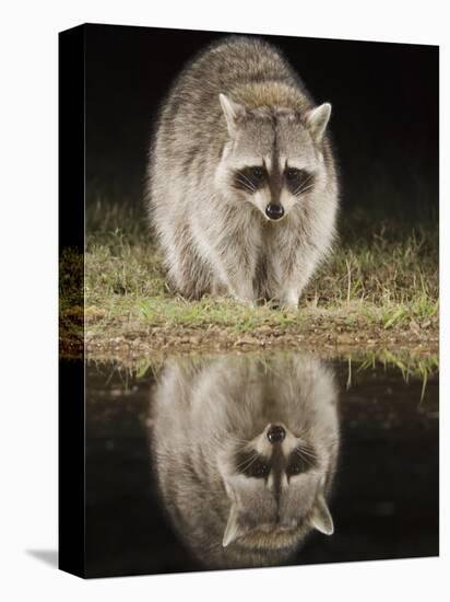 Northern Raccoon, Uvalde County, Hill Country, Texas, USA-Rolf Nussbaumer-Stretched Canvas