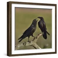 Northern raven (Corvus corax) pair perching on branch. Danube Delta, Romania, May-Loic Poidevin-Framed Photographic Print