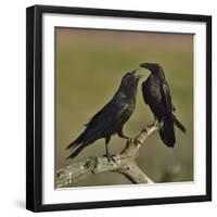 Northern raven (Corvus corax) pair perching on branch. Danube Delta, Romania, May-Loic Poidevin-Framed Photographic Print