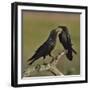 Northern raven (Corvus corax) pair perching on branch. Danube Delta, Romania, May-Loic Poidevin-Framed Photographic Print