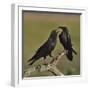 Northern raven (Corvus corax) pair perching on branch. Danube Delta, Romania, May-Loic Poidevin-Framed Photographic Print