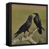 Northern raven (Corvus corax) pair perching on branch. Danube Delta, Romania, May-Loic Poidevin-Framed Stretched Canvas