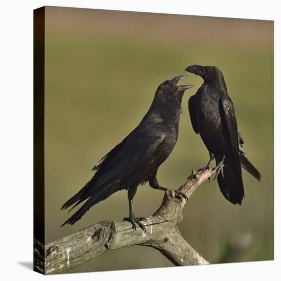 Northern raven (Corvus corax) pair perching on branch. Danube Delta, Romania, May-Loic Poidevin-Stretched Canvas