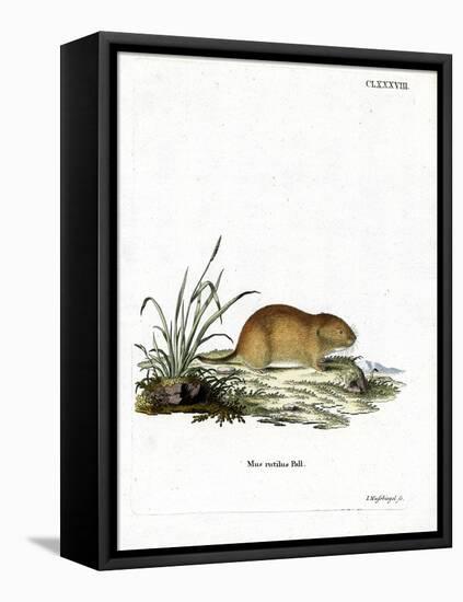 Northern Red-Backed Vole-null-Framed Stretched Canvas