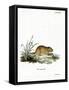 Northern Red-Backed Vole-null-Framed Stretched Canvas