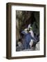 Northern Rockhopper Penguin, Gough Island, South Atlantic-Tui De Roy-Framed Photographic Print