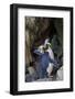 Northern Rockhopper Penguin, Gough Island, South Atlantic-Tui De Roy-Framed Photographic Print