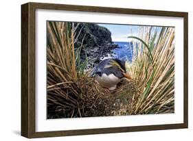 Northern Rockhopper Penguin on nest, Gough Island, South Atlantic-Tui De Roy-Framed Photographic Print