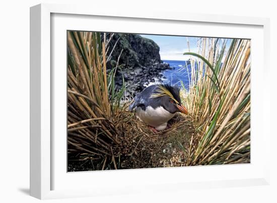 Northern Rockhopper Penguin on nest, Gough Island, South Atlantic-Tui De Roy-Framed Photographic Print