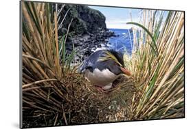 Northern Rockhopper Penguin on nest, Gough Island, South Atlantic-Tui De Roy-Mounted Photographic Print