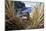 Northern Rockhopper Penguin on nest, Gough Island, South Atlantic-Tui De Roy-Mounted Photographic Print