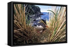 Northern Rockhopper Penguin on nest, Gough Island, South Atlantic-Tui De Roy-Framed Stretched Canvas