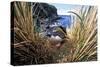 Northern Rockhopper Penguin on nest, Gough Island, South Atlantic-Tui De Roy-Stretched Canvas