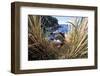 Northern Rockhopper Penguin on nest, Gough Island, South Atlantic-Tui De Roy-Framed Photographic Print