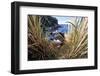 Northern Rockhopper Penguin on nest, Gough Island, South Atlantic-Tui De Roy-Framed Photographic Print