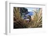 Northern Rockhopper Penguin on nest, Gough Island, South Atlantic-Tui De Roy-Framed Photographic Print