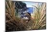 Northern Rockhopper Penguin on nest, Gough Island, South Atlantic-Tui De Roy-Mounted Photographic Print