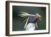 Northern rockhopper penguin portrait, Gough Island, South Atlantic.-Tui De Roy-Framed Photographic Print