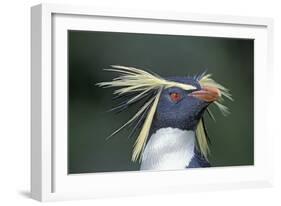 Northern rockhopper penguin portrait, Gough Island, South Atlantic.-Tui De Roy-Framed Photographic Print