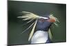 Northern rockhopper penguin portrait, Gough Island, South Atlantic.-Tui De Roy-Mounted Photographic Print