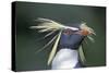 Northern rockhopper penguin portrait, Gough Island, South Atlantic.-Tui De Roy-Stretched Canvas