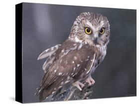 Northern Saw-Whet Owl, Alaska, Us-Lynn M. Stone-Stretched Canvas