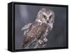 Northern Saw-Whet Owl, Alaska, Us-Lynn M. Stone-Framed Stretched Canvas