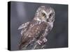Northern Saw-Whet Owl, Alaska, Us-Lynn M. Stone-Stretched Canvas