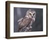 Northern Saw-Whet Owl, Alaska, Us-Lynn M. Stone-Framed Premium Photographic Print