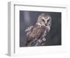Northern Saw-Whet Owl, Alaska, Us-Lynn M. Stone-Framed Premium Photographic Print