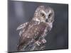 Northern Saw-Whet Owl, Alaska, Us-Lynn M. Stone-Mounted Premium Photographic Print