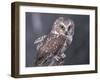 Northern Saw-Whet Owl, Alaska, Us-Lynn M. Stone-Framed Photographic Print