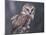 Northern Saw-Whet Owl, Alaska, Us-Lynn M. Stone-Mounted Photographic Print