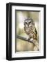 Northern Saw Whet Owl-null-Framed Premium Giclee Print