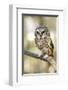 Northern Saw Whet Owl-null-Framed Premium Giclee Print