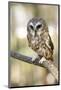 Northern Saw Whet Owl-null-Mounted Premium Giclee Print