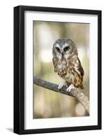 Northern Saw Whet Owl-null-Framed Art Print