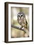 Northern Saw Whet Owl-null-Framed Art Print